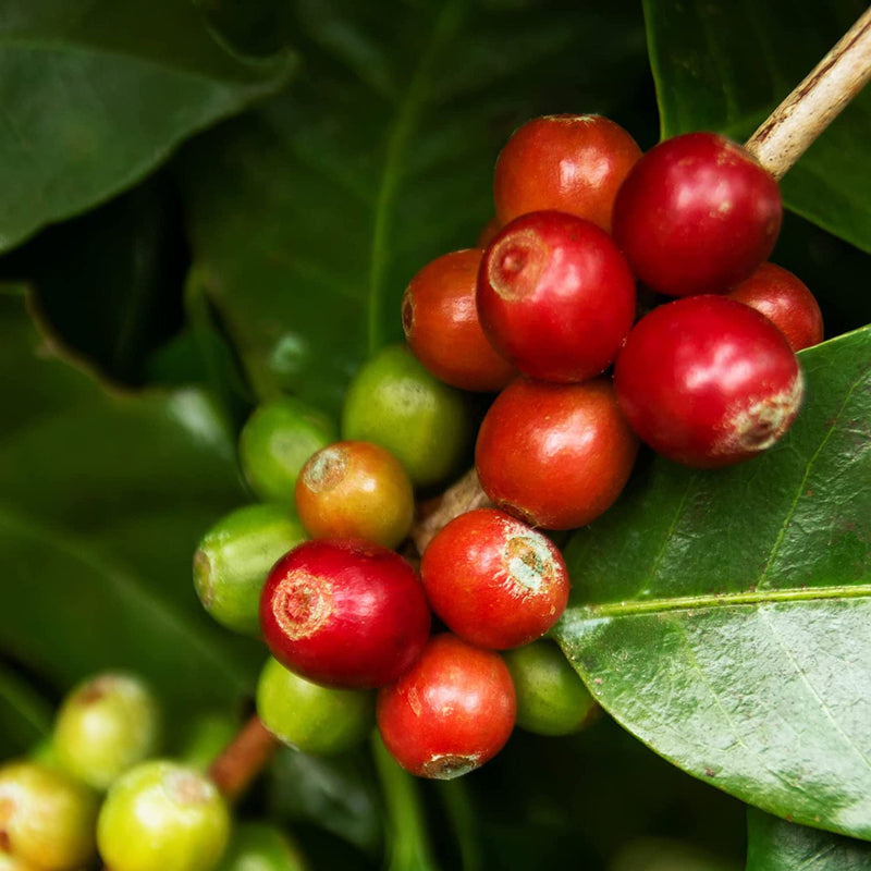 Zavida 100% Colombian Whole Bean Coffee, 2 LB